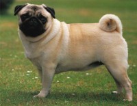 /album/bruce/pug-jpg/